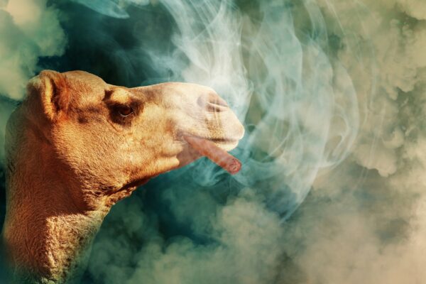 Kamel-Rauchend