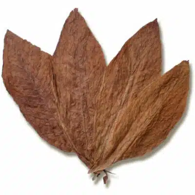 Burley-Tabakblatt-aussehen