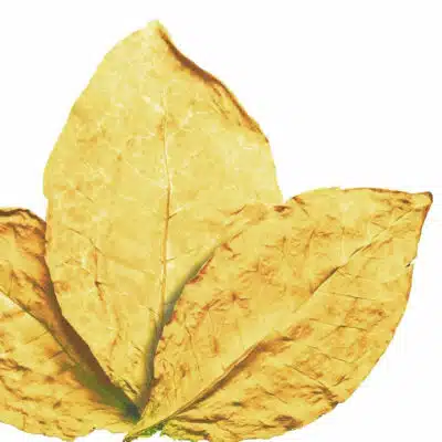 Viginia-Tabakblatt-aussehen